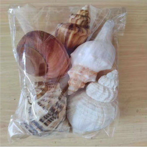 2 PCS Large Natural Seashells for Home Decorations