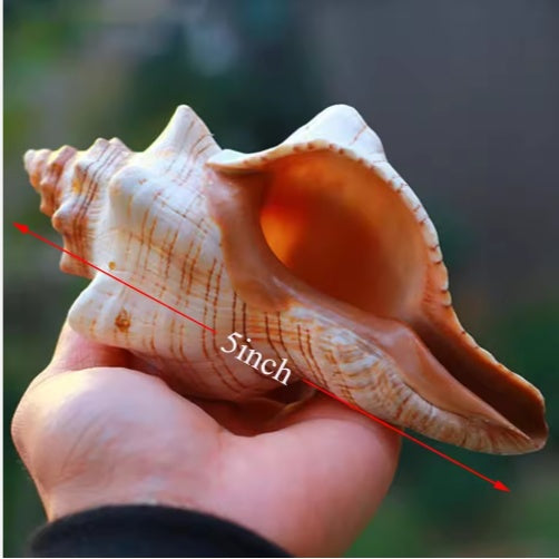 2 PCS Large Natural Seashells for Home Decorations