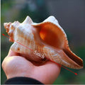 2 PCS Large Natural Seashells for Home Decorations