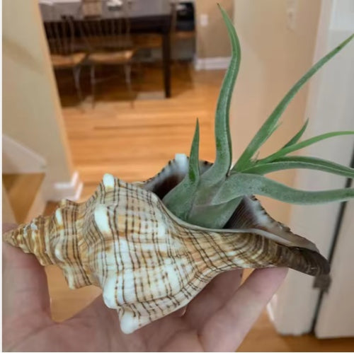 2 PCS Large Natural Seashells for Home Decorations