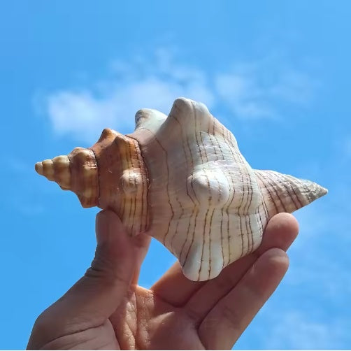 2 PCS Large Natural Seashells for Home Decorations