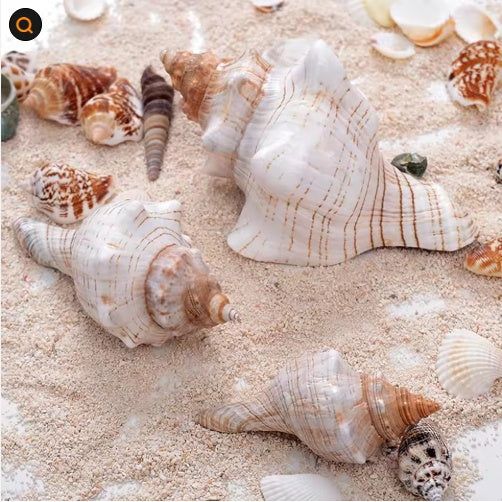 2 PCS Large Natural Seashells for Home Decorations
