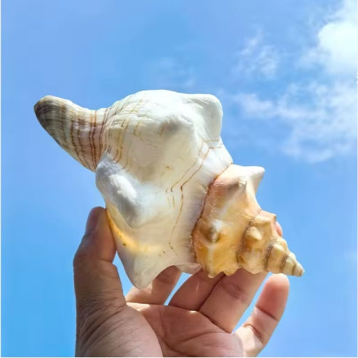 2 PCS Large Natural Seashells for Home Decorations